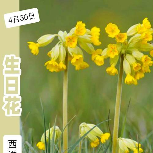 花朵成长花语是什么呢？植物生长的花语有哪些？