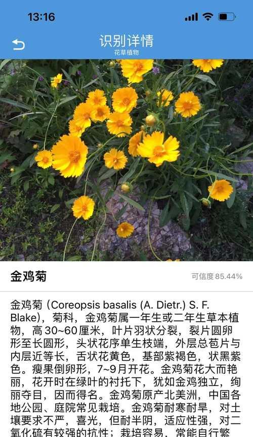 花朵成长花语是什么呢？植物生长的花语有哪些？