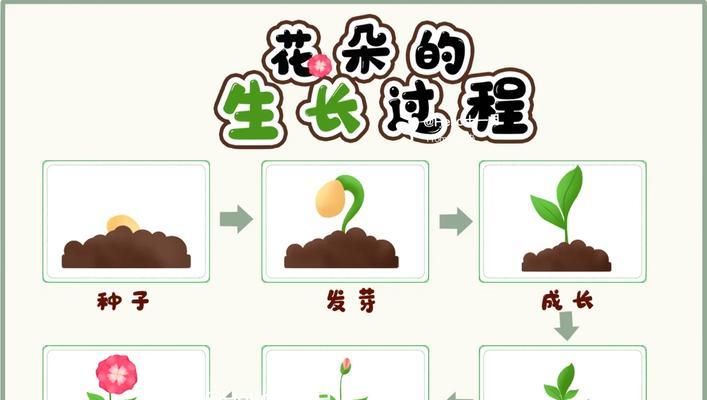 花朵成长花语是什么呢？植物生长的花语有哪些？