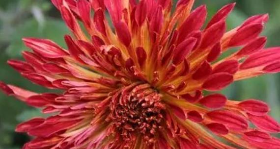 逐月花的花语有何寓意？适合在什么场合使用？