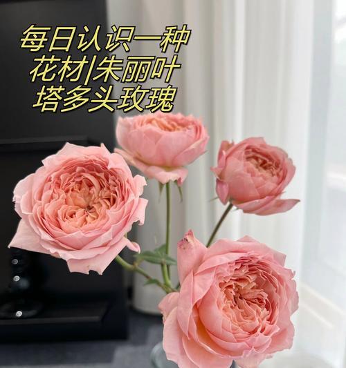 哪种花代表恋人之间的花语和含义？