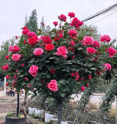 晋中树状盆栽月季什么时候种植最好？