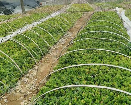 龙骨大棚种植技术要点有哪些？