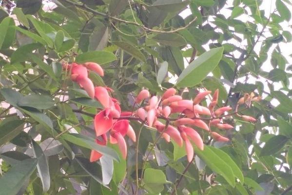 海南月桂种植技术与管理方法有哪些？如何提高月桂的生长？