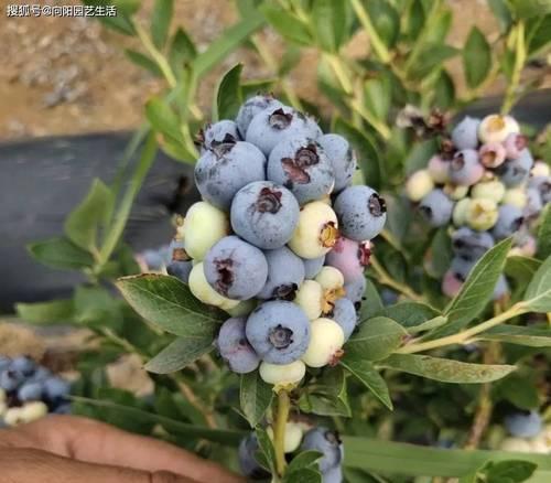 蓝莓盆栽种植栽培基质多久更换一次？更换时应注意什么？