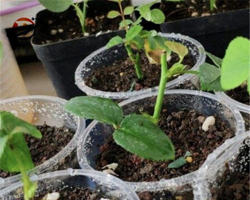 蓝莓盆栽种植栽培基质多久更换一次？更换时应注意什么？