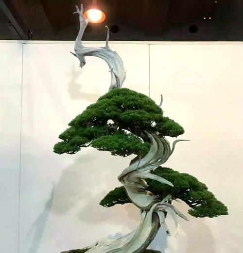 月桂盆景造型欣赏？如何打造独特的盆景艺术？