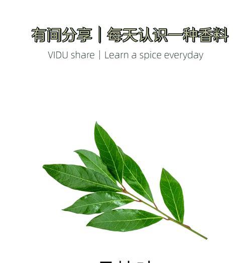 气温低时月桂盆栽掉叶子怎么办？