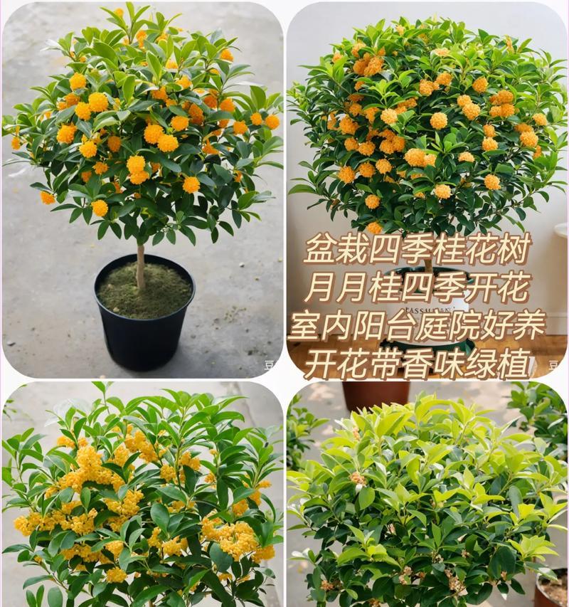 如何为盆栽月桂配制合适的土壤？