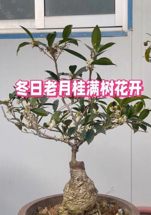 如何为盆栽月桂配制合适的土壤？