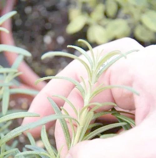 6月份给菊花施肥的方法和注意事项是什么？