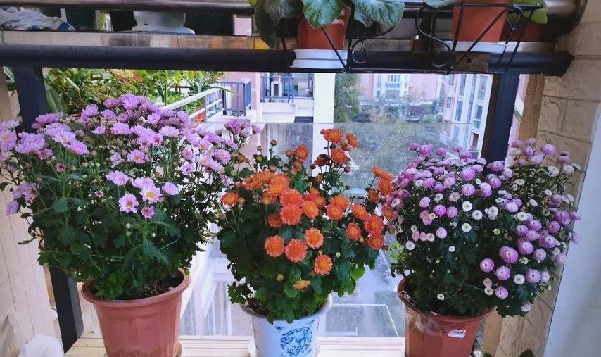 6月份给菊花施肥的方法和注意事项是什么？