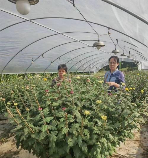 6月份给菊花施肥的方法和注意事项是什么？