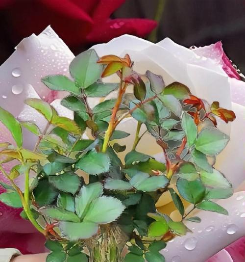 庭院种植白玫瑰苗需要注意什么？