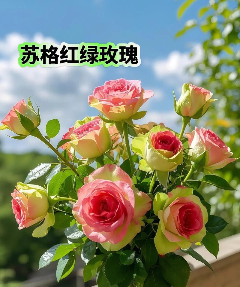 庭院种植白玫瑰苗需要注意什么？