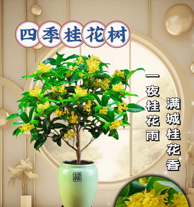 室内养殖四季桂盆景的注意事项有哪些？四季桂对光照有什么要求？