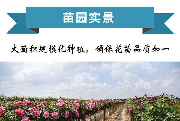 晋中树状盆栽月季的最佳种植时间是什么时候？