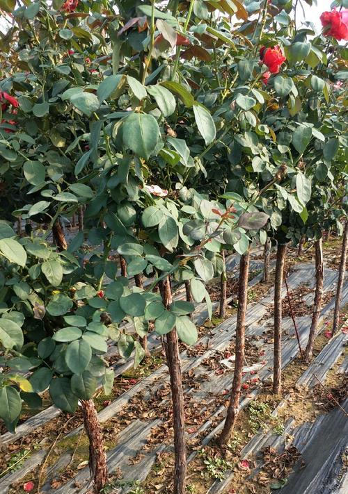 南阳月季树种植技术是什么？如何进行有效种植？