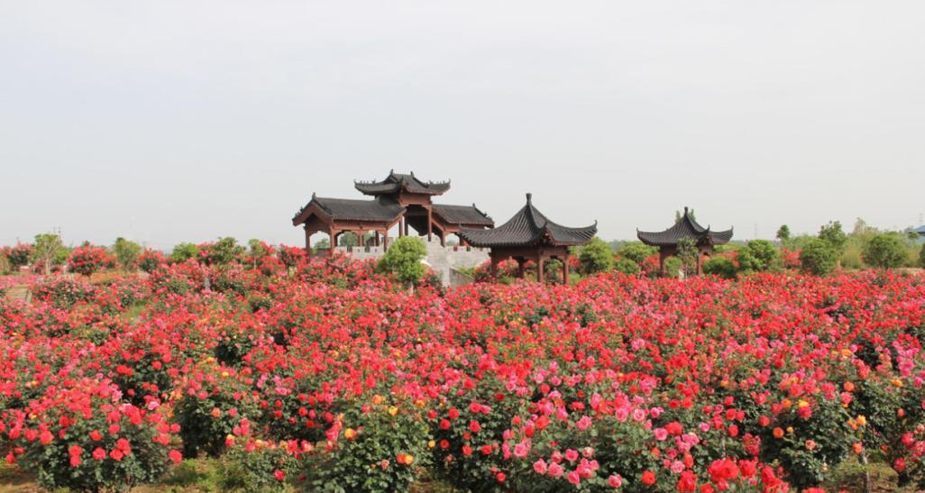 南阳月季树种植技术是什么？如何进行有效种植？