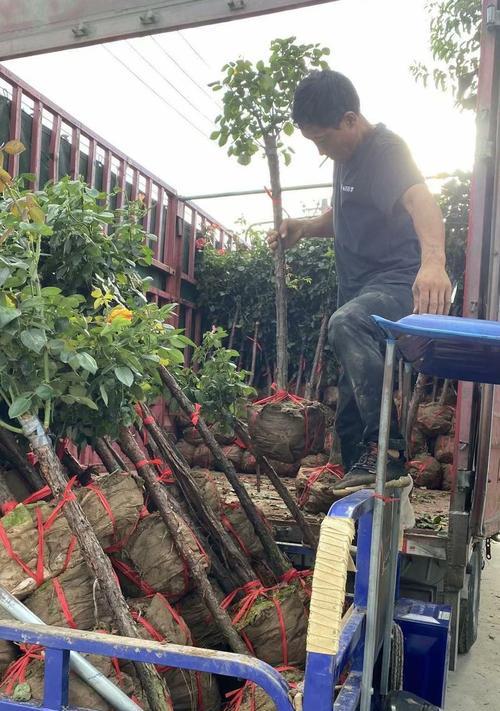 南阳月季树种植技术是什么？如何进行有效种植？