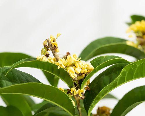 盆栽月桂树的养护和管理方法有哪些？怎样让月桂树更茂盛？