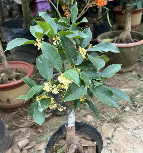 盆栽月桂树的养护和管理方法有哪些？怎样让月桂树更茂盛？