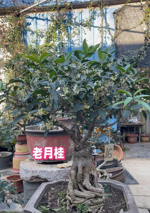 盆栽月桂树的养护和管理方法有哪些？怎样让月桂树更茂盛？