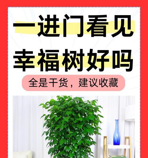 绿色植物护眼的知识有哪些方面呢？从哪些角度了解植物护眼？