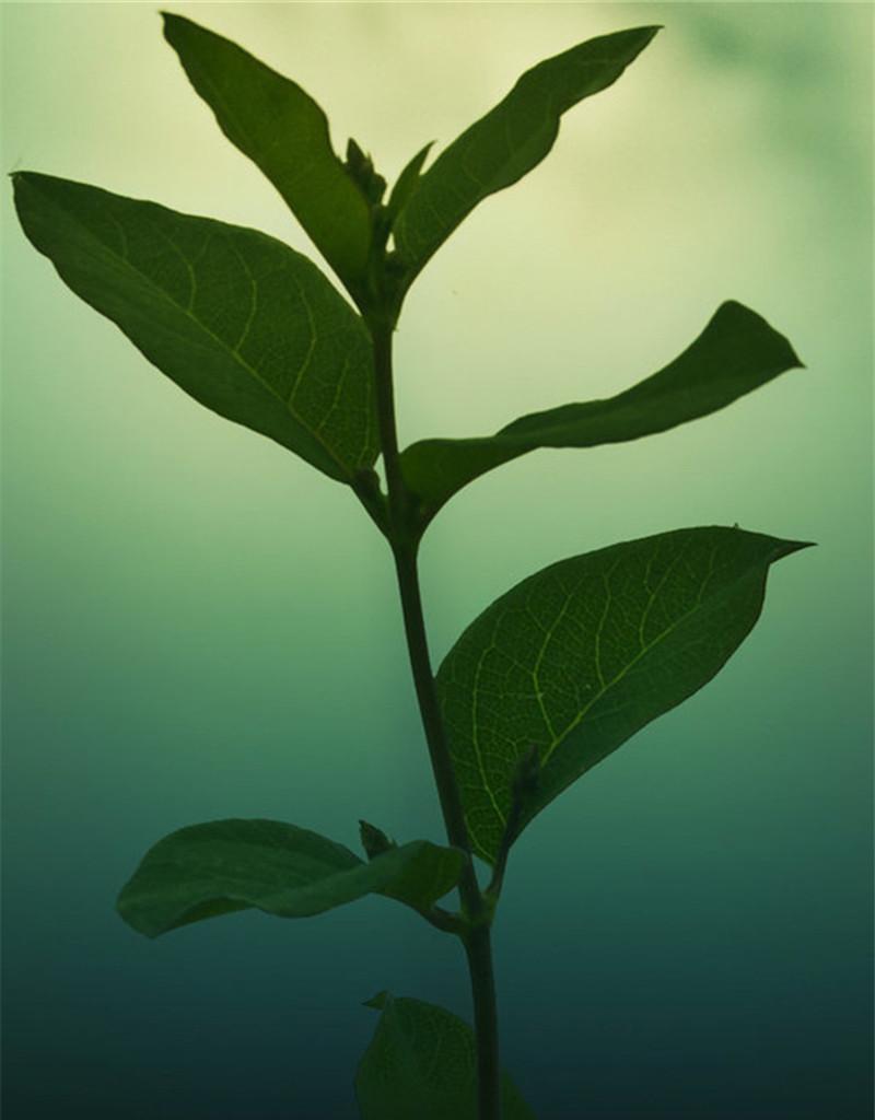 绿色植物护眼的知识有哪些方面呢？从哪些角度了解植物护眼？
