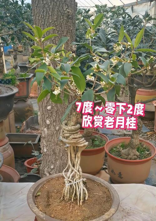 老月桂盆景怎么养殖的好的方法？如何保持其健康生长？