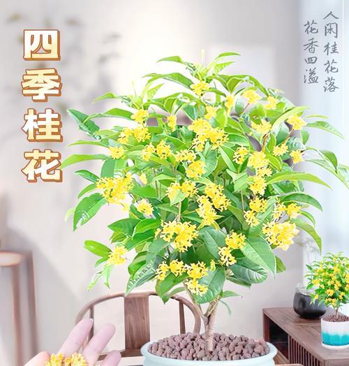 迷你四季桂盆景怎么养护？盆景造型有哪些技巧？