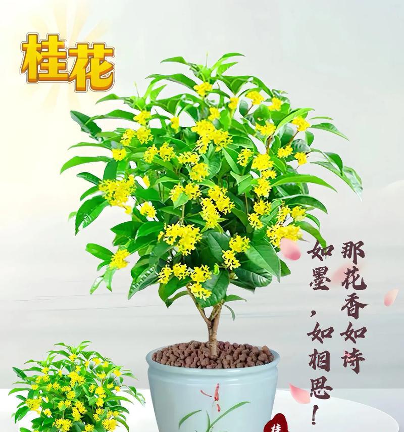 迷你四季桂盆景怎么养护？盆景造型有哪些技巧？
