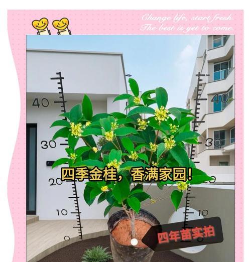 迷你四季桂盆景怎么养护？盆景造型有哪些技巧？