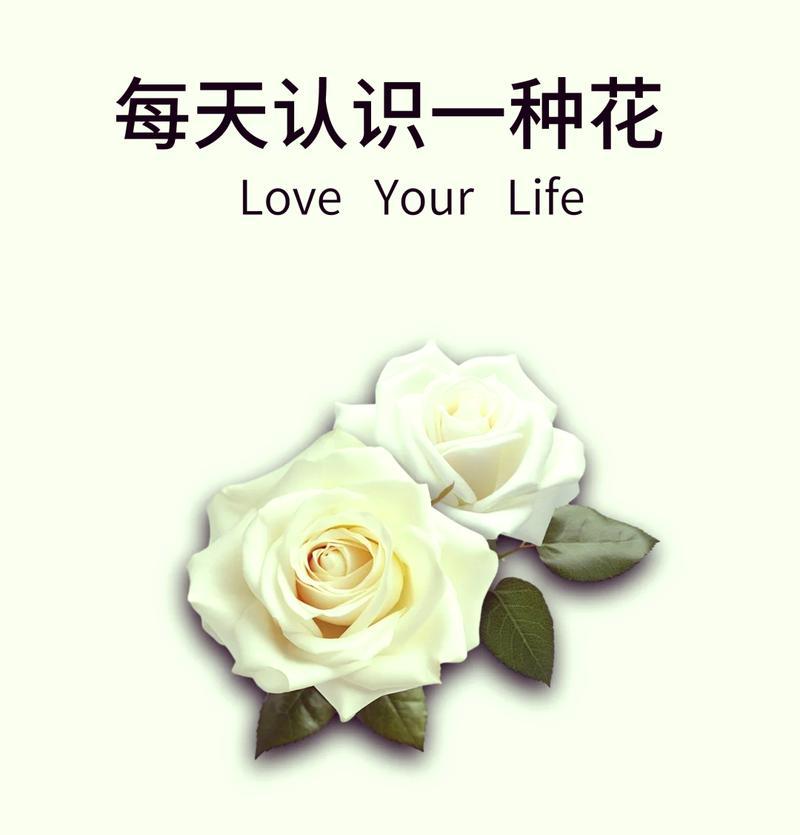 白玫瑰三年花期在哪些月份？