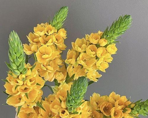 水插花的正确养护方法是什么？