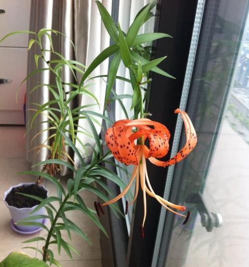 盆栽花卉的成语名句是什么？它们的寓意是什么？