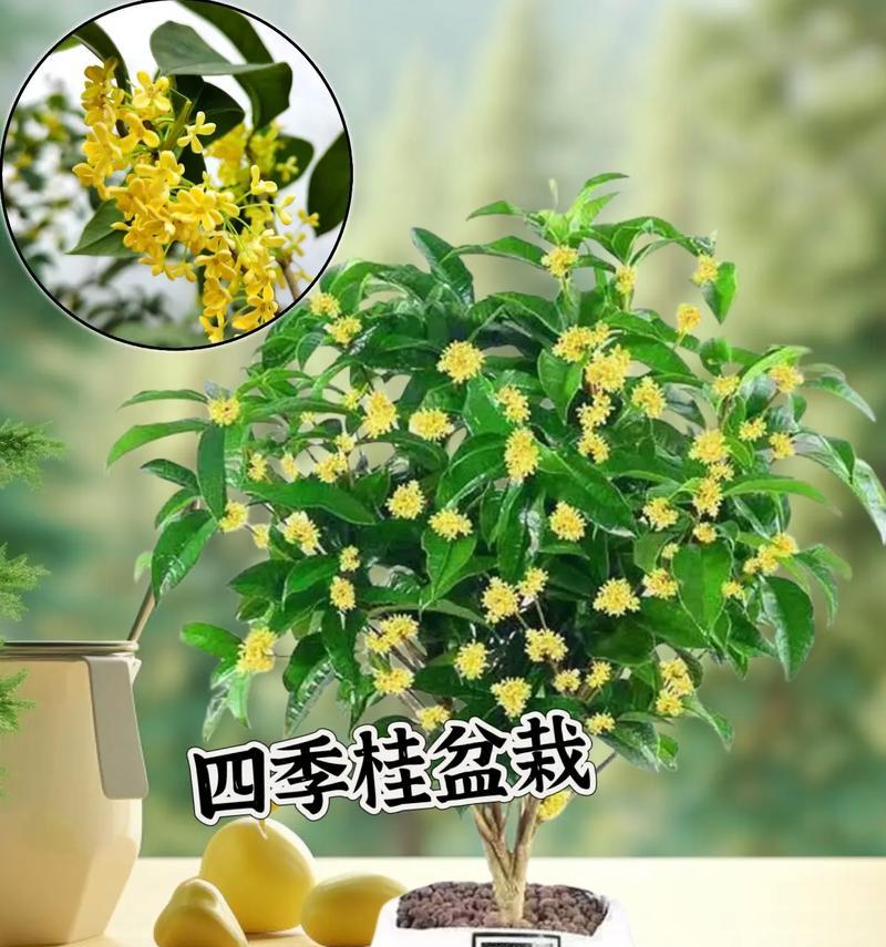 四季桂盆栽室内落叶的原因是什么？