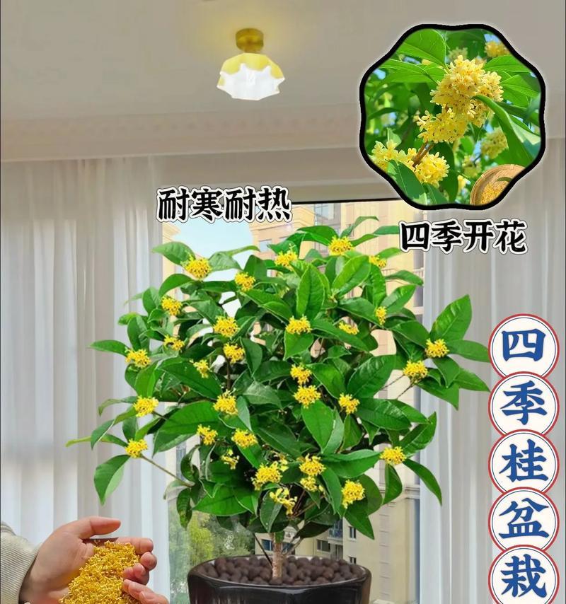 四季桂盆栽室内落叶的原因是什么？