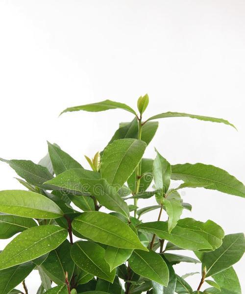月桂树盆栽带花苞发货需要注意什么？如何保证花苞的存活率？