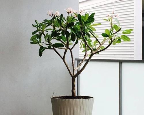 月桂树盆栽带花苞发货需要注意什么？如何保证花苞的存活率？