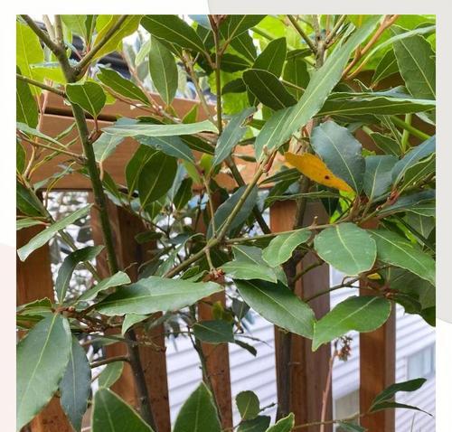 月桂树盆栽带花苞发货需要注意什么？如何保证花苞的存活率？