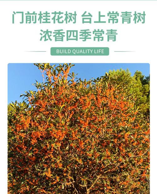 月月桂老桩盆栽如何养护？多久需要施肥一次？