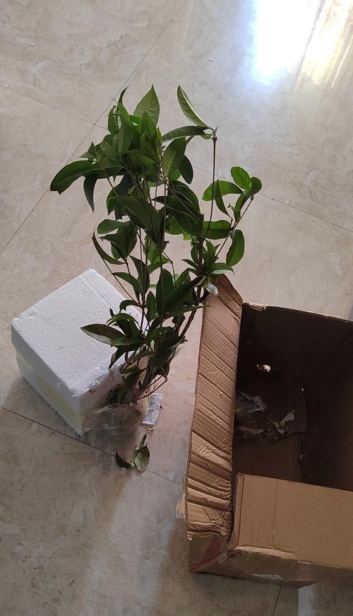 月月桂老桩盆栽如何养护？多久需要施肥一次？