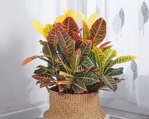 绿色植物变色的原因是什么？