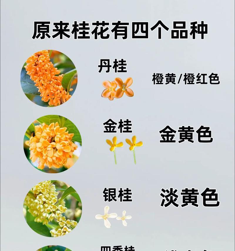 八月桂怎么种？种植技术要点是什么？