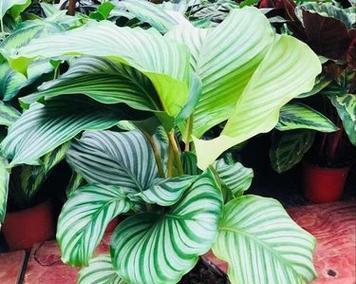 哪些叶子盆栽植物最适合室内？大全推荐！