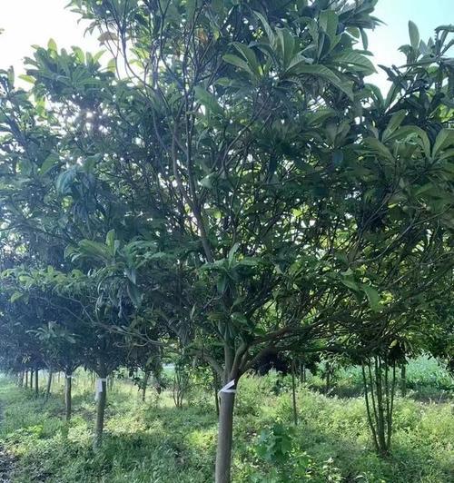 家乡枇杷的种植技术有哪些要点？