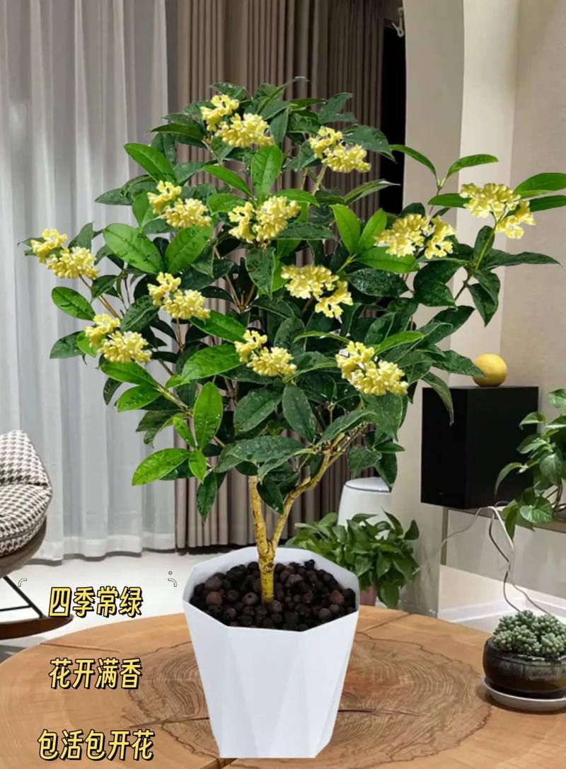 盆栽月月桂开完花要剪枝吗？剪枝的最佳时间是什么时候？