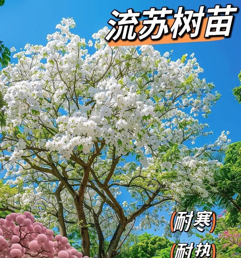 耐寒苗木如何管理？