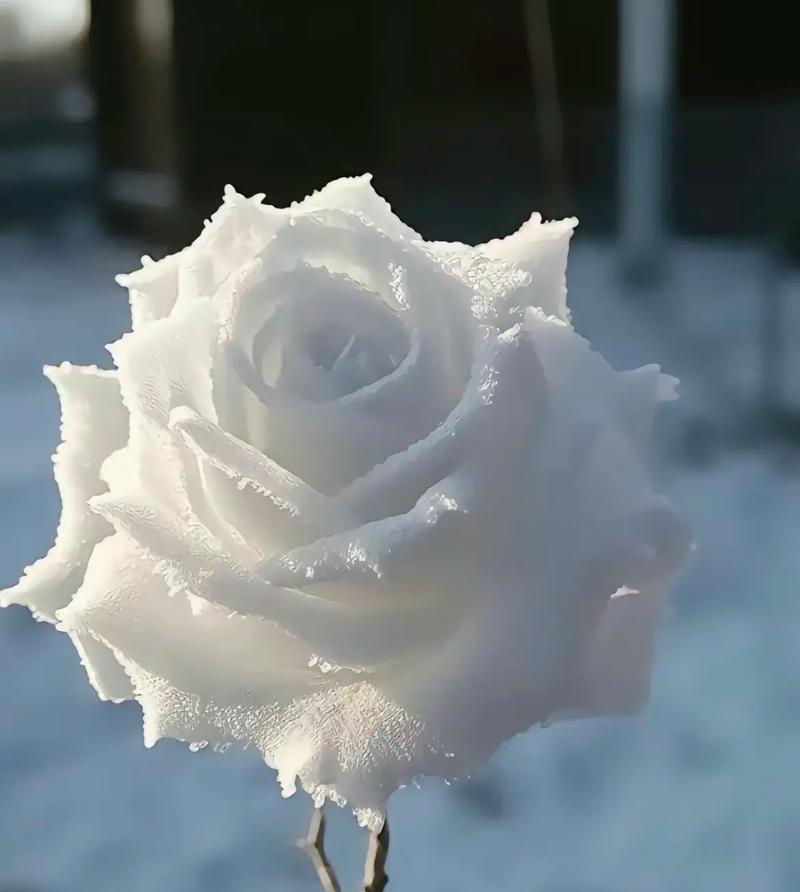 白玫瑰花的开花过程是怎样的？